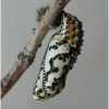 melit didyma pupa1 volg1